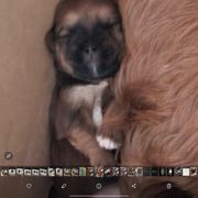 Ally - Liver female Shorkie puppy in Winters, California from Northern CA Shorkies