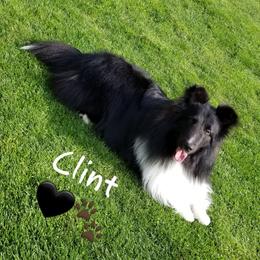 Clint - Shetland Sheepdog