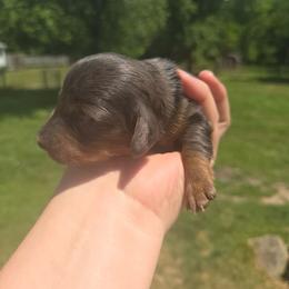 Rocky - Dapple male Dachshund puppy in Milroy, Pennsylvania from Not Your Average Weiner