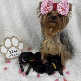 Yorkshire Terrier puppies from Teenie Sweeties Yorkies