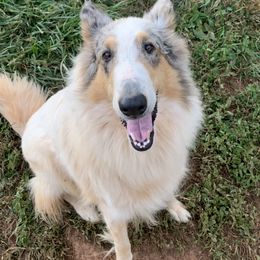 Fred - Collie