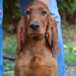 Trevor - Mahogany male Irish Setter puppy in Oregon City, Oregon from Avon Farm