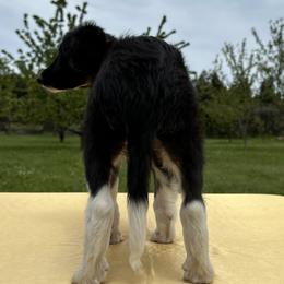 Silken Windhound Puppies from Luminous Silken Windhounds