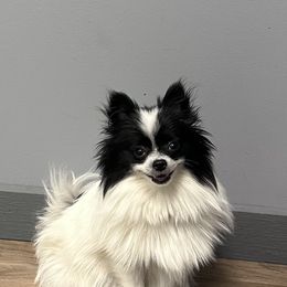 Pomeranians from Mack's Blue Merle Poms