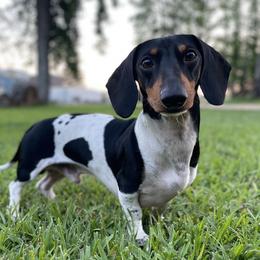 Pongo - Dachshund