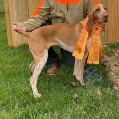 Bracco Italianos from Prime Time Gun Dogs