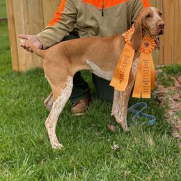 Bracco Italianos from Prime Time Gun Dogs