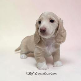 Willow - Cream female Dachshund puppy in Oklahoma City, Oklahoma from OkieDoxieland Dachshunds