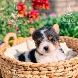 Valentina - Black tan and white female Biewer Terrier puppy in Iva, South Carolina from Petit Bijou