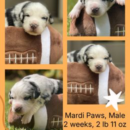 Mardi Paws - Blue merle male Australian Shepherd puppy in Marshall, Virginia from Greywood Farm Aussies