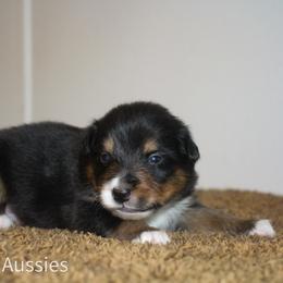 Mocha - Black tri-color male Australian Shepherd puppy in Stephenville, Texas from AW Standard Aussies
