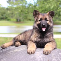 Third pick boy- tan Collar - Sable male German Shepherd puppy in Elkmont, Alabama from Oakmont Shepherds
