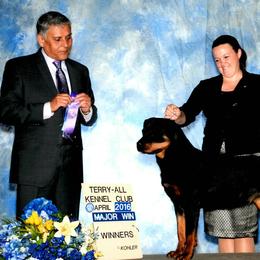 Greater Swiss Mountain Dogs and Rottweilers from Cornerstone Kennels