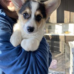 Pembroke Welsh Corgi Puppies from 777 Corgis