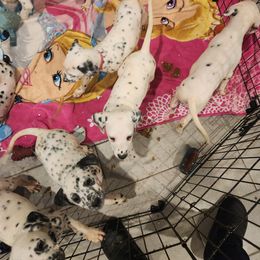 Dalmatian Puppies from America's Dalmatian Friends