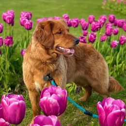 Mia - Golden Retriever