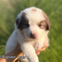 Branimir - Tri-color male Karakachan puppy in Hogansville, Georgia from Goshen Highlands