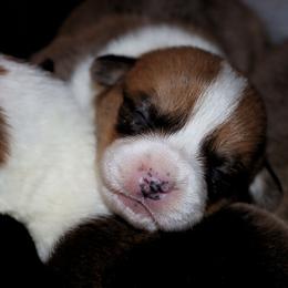 Pembroke Welsh Corgi Puppies from Northwynd Corgis
