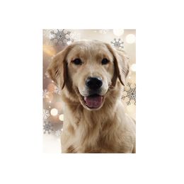 Laney - Golden Retriever