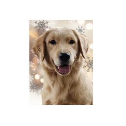Laney - Golden Retriever