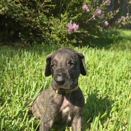 Doberman Pinscher and Great Dane Puppies from Draggin Dobermans & Great Danes