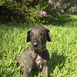 Doberman Pinscher and Great Dane Puppies from Draggin Dobermans & Great Danes
