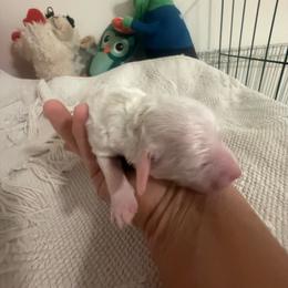 Katie - White female Maltipoo puppy in Santaquin, Utah from Willow & Wag Farm