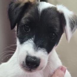 Mac - Tri color male 2 - White black and tan male Smooth Fox Terrier puppy in Lake City, Florida from Providence Kennels