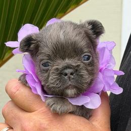 Dorthy - Tricolors female French Bulldog puppy in Palm Coast, Florida from Calypso Island French Bulldogs