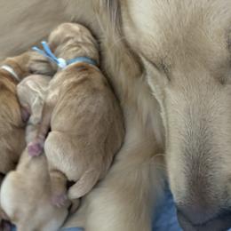 Boy - Golden male Golden Retriever puppy in Golden, Colorado from Legacy Retriever Project