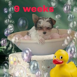 Pink Girl - Parti female Yorkshire Terrier puppy in Inverness, Florida from Luvayorkie&more