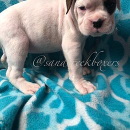 Boxer Puppies from Sand Creek Boxer Kennel