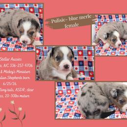 Pulisic - Blue merle female Miniature Australian Shepherd puppy in Asheboro, North Carolina from Stellar Aussies