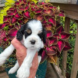 Girl 2 - Black white and tan female Cocker Spaniel puppy in Beech Island, South Carolina from Mike's Best Friends