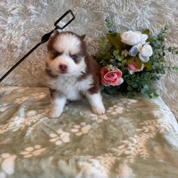 Gia - Chocolate female Pomsky puppy in Bucyrus, Missouri from Hill Top Pomskies