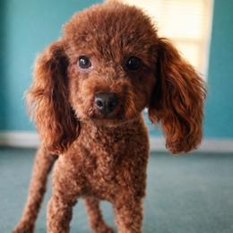 Maui - Red  male Poodle puppy in Hephzibah ( Richmond County ), Georgia from Healing Pawz LLC