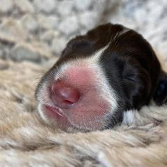 German Wirehaired Pointer Puppies from Afterhours German Wirehaired Pointers