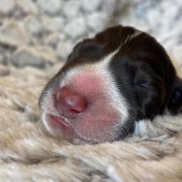 German Wirehaired Pointer Puppies from Afterhours German Wirehaired Pointers