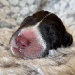 German Wirehaired Pointer Puppies from Afterhours German Wirehaired Pointers