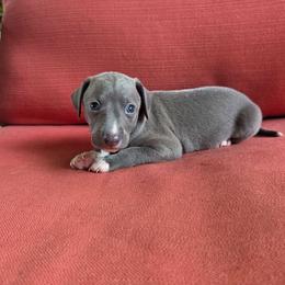 Steel - Blue male Italian Greyhound puppy in Parsons, Kansas from Feathered Cactus Farm