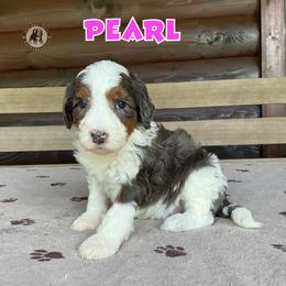 Pearl - Blue merle female Bernedoodle puppy in Banner Elk, North Carolina from Walnut Tree Bernedoodles