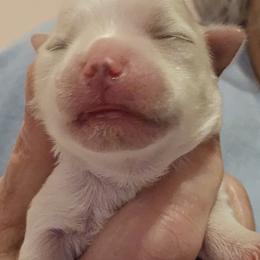 Maltese Puppies from PBJ Farms