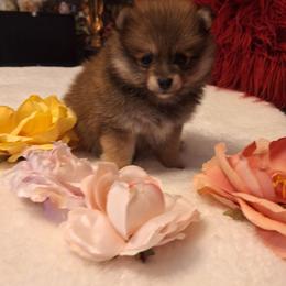 Alisa - Wolf sable female Pomeranian puppy in Tampa, St Petersburg, Florida from Diana's Pomeranians