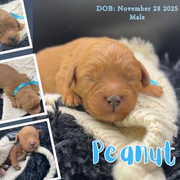 Peanut - Red male Cavapoo puppy in El Dorado Springs, Missouri from Cavish's Missouri Cavaliers, Cavapoos, and Miniature Poodles