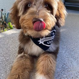 Aussiedoodle Puppies from Gore Doodle Ranch