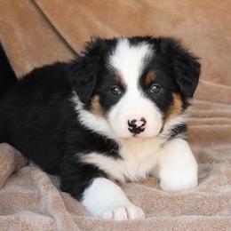 Sarge - AKC Reg Black Tri - Tri-color male Border Collie puppy in Courtland, Alabama from C Bar C Ranch Border Collies