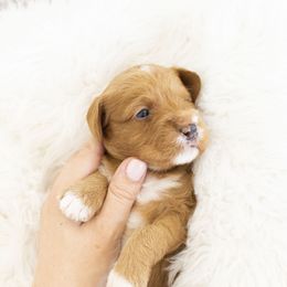 Goldendoodle, Irish Doodle, Labradoodle, and Poodle Puppies from Desert Doodles