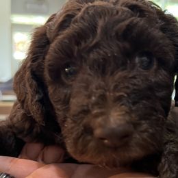 Pumpkin Pie - Silver-beige  Poodle puppy in Texas from Pine Hill Standard Poodles