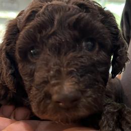 Pumpkin Pie - Silver-beige  Poodle puppy in Texas from Pine Hill Standard Poodles