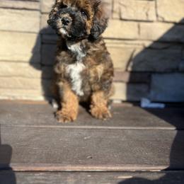 Cavapoo and Poodle Puppies from P&D Palace
